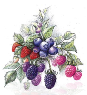 Fragola e piccoli frutti, liste varietali 2009